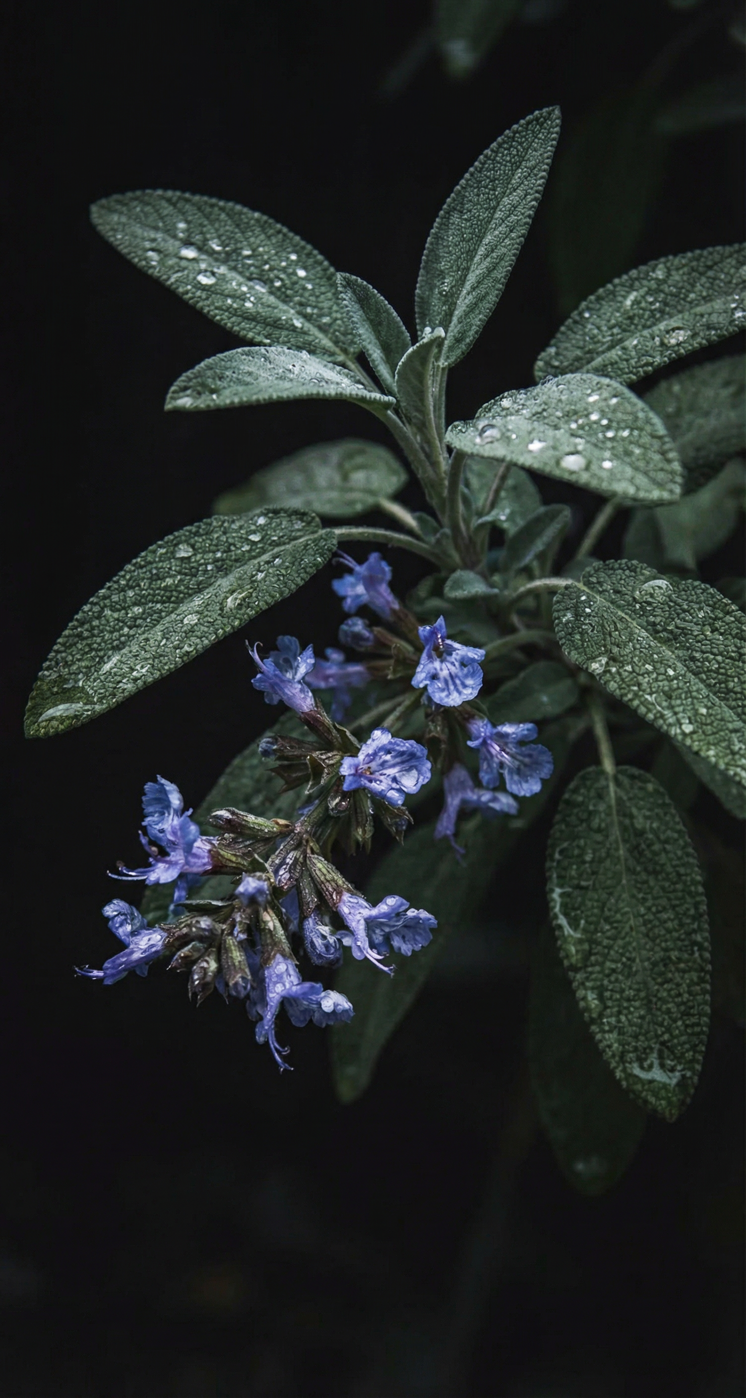Salvia